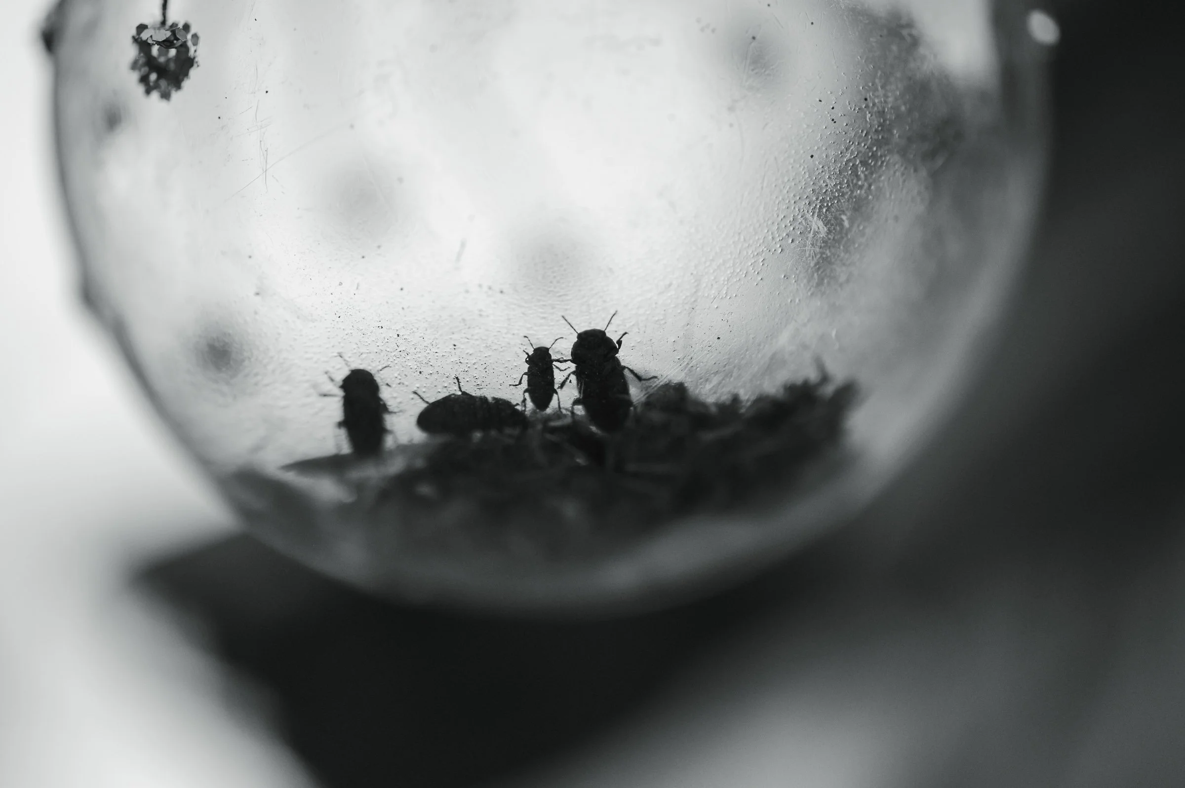 Close-up of a wet, foggy glass surface with small insects or bugs clustered near the bottom.