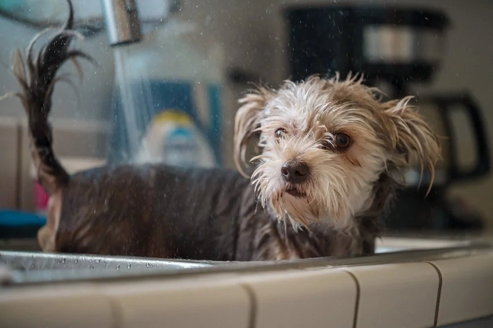 Small dog with wet fur being bathed in a kitchen sink, looking curiously to the side.