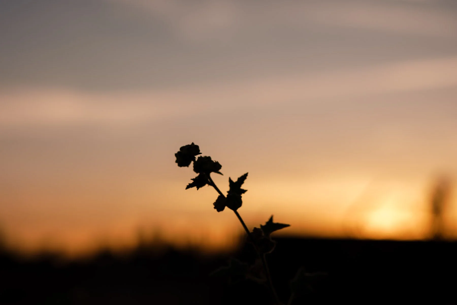 Silhouette of a plant with flowers against a sunset sky with clouds, soft orange and purple hues.