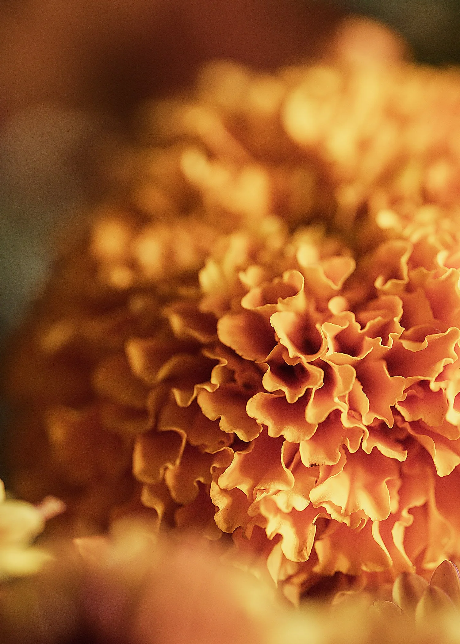 SQ4370407 - Orange Carnation Floof - 5x7.jpg