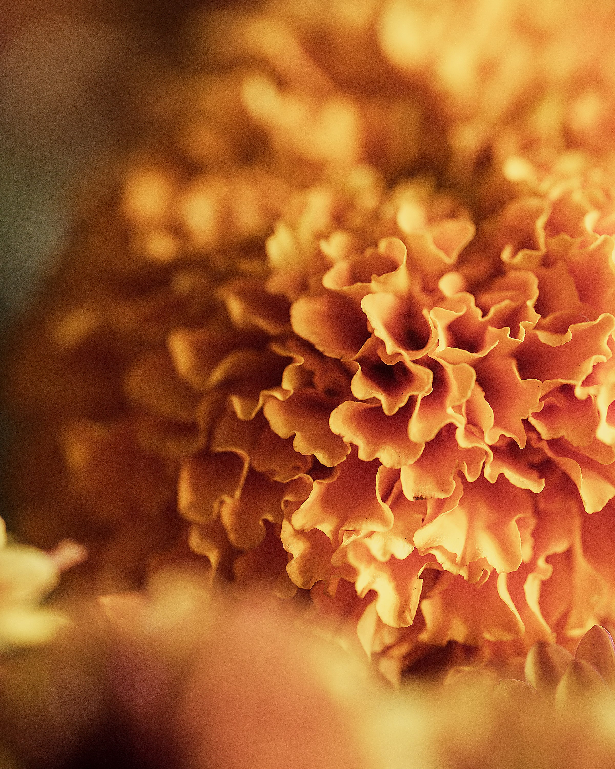 SQ1054663 - Orange Carnation Floof - 8x10.jpg