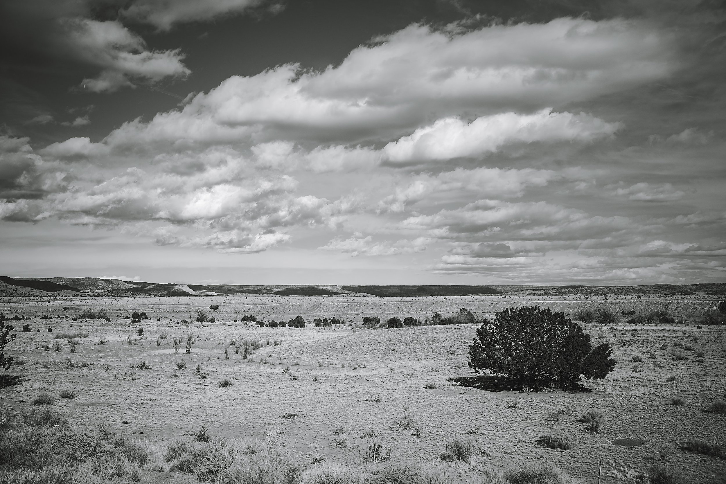 SQ4763465 - Bush - 8x12.jpg