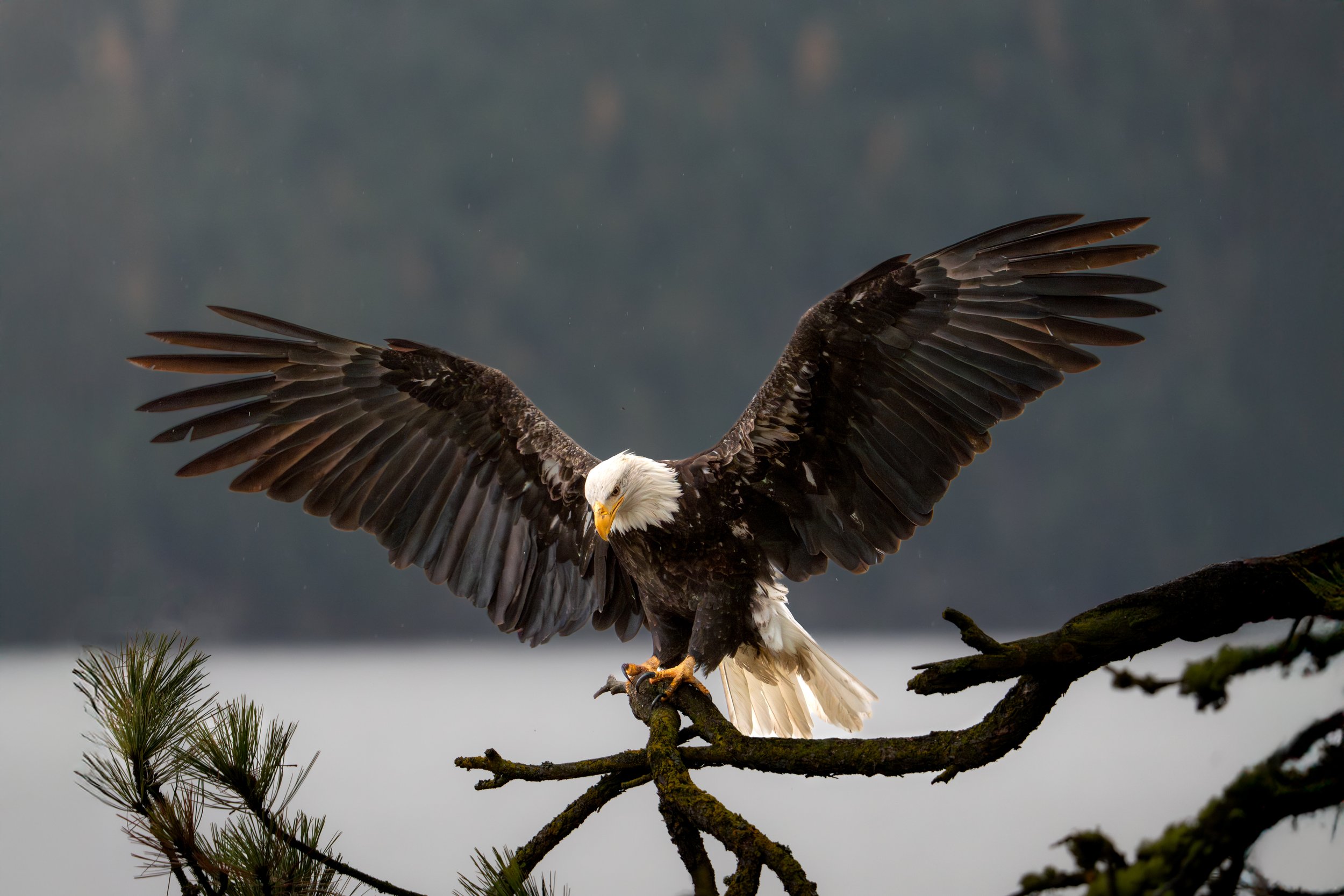 Bald Eagle Lake CDA 2025-1.jpg