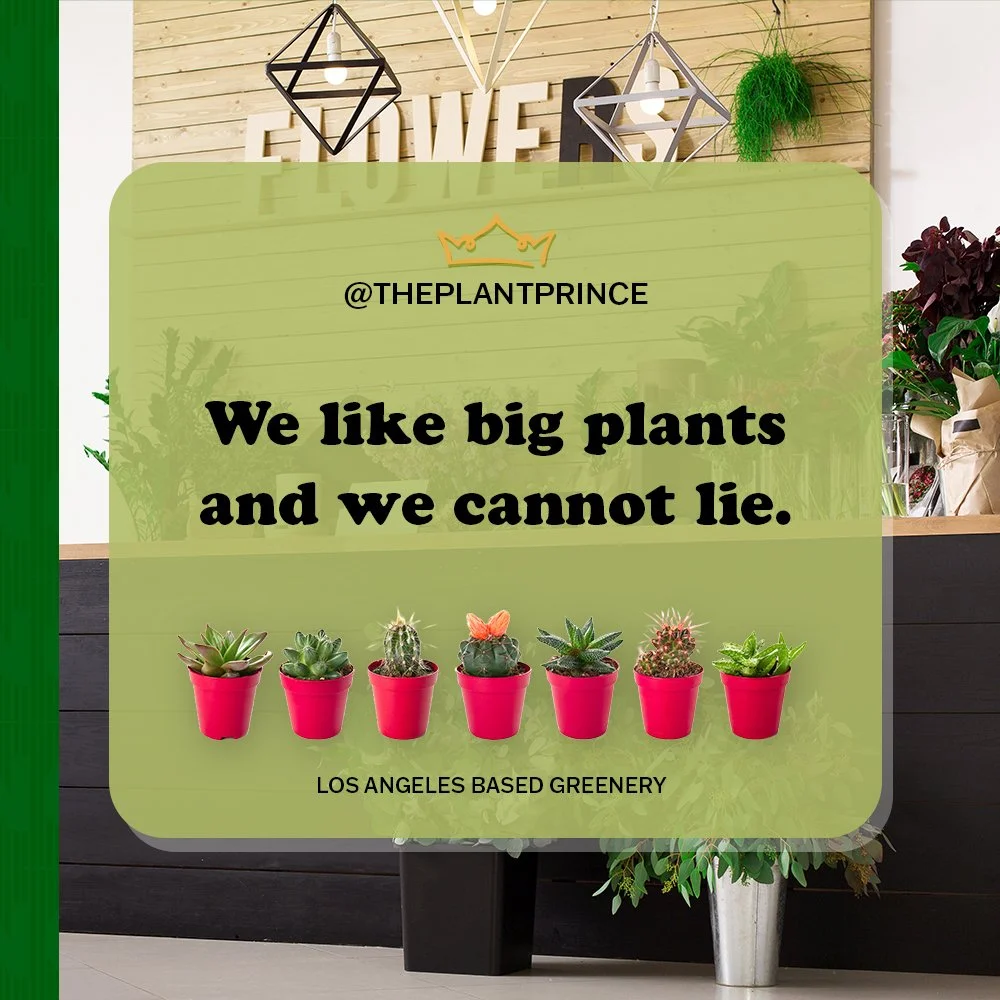 ThePlantPrince_01.jpg