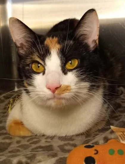 Photo of Penelope, an adoptable cat from Almost Home Cat Rescue MKE