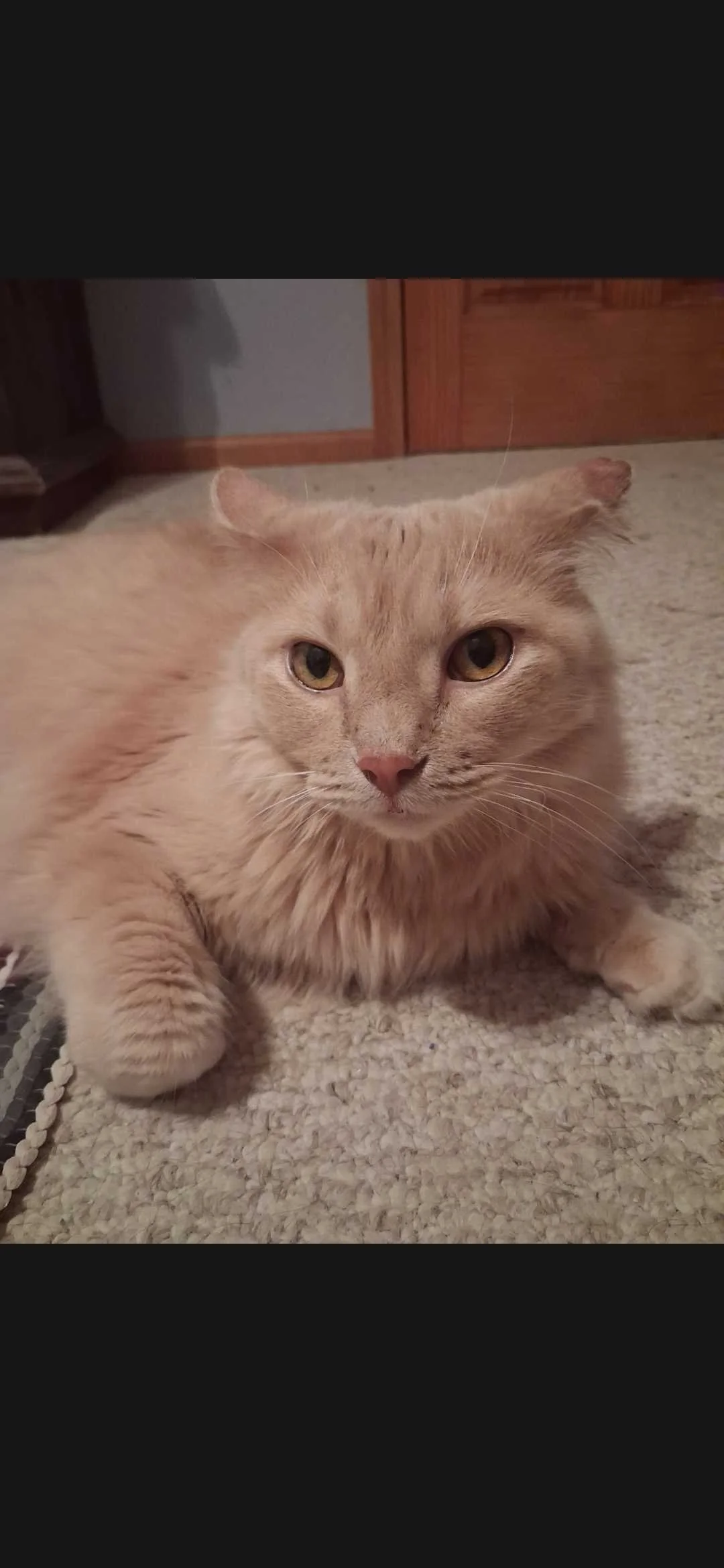 Image of Yuji, an adoptable cat from Almost Home Cat Rescue MKE