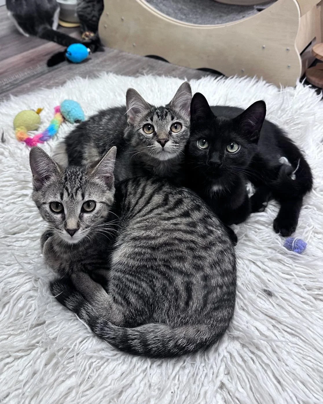 Three kittens in a large, fluffy basket