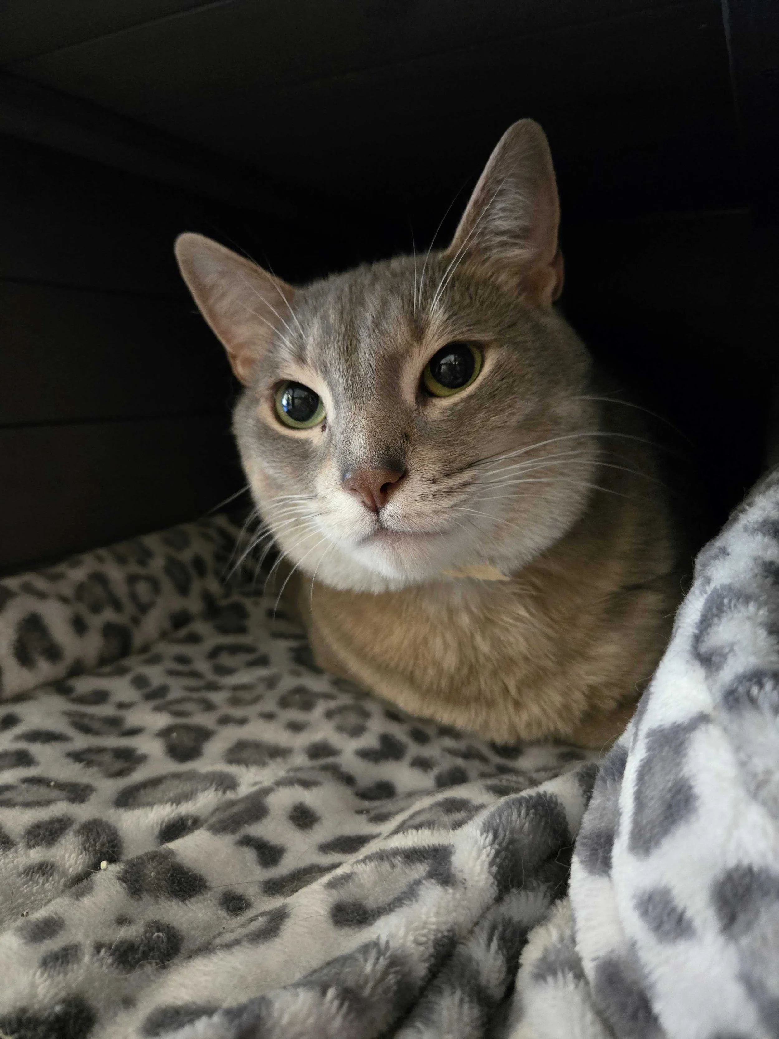 Image of Matilda, an adoptable cat from Almost Home Cat Rescue MKE