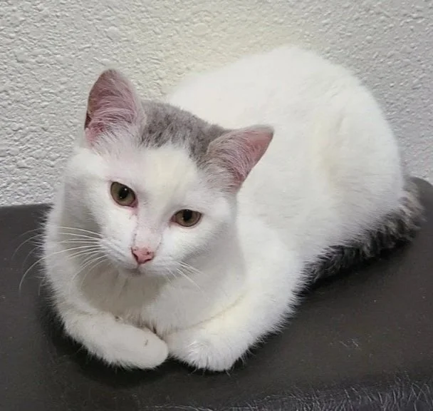 Foster cat Milwaukee: Maizy