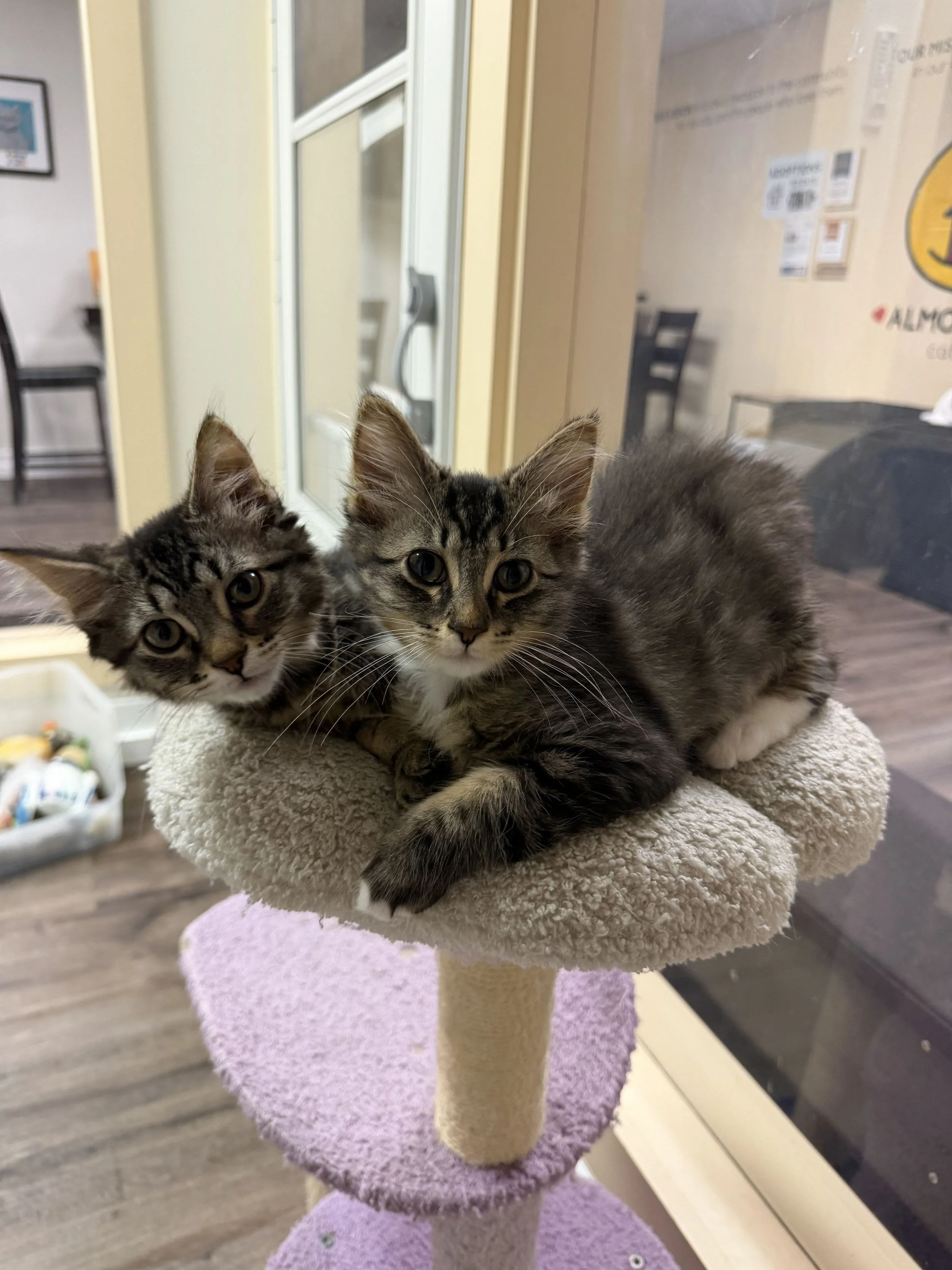 Image of adoptable bonded kitten pair, Jermaine and Marlon, from Almost Home Cat Rescue MKE