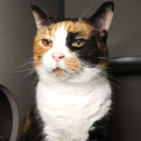 Image of Carmel, an adoptable cat from Almost Home Cat Rescue MKE
