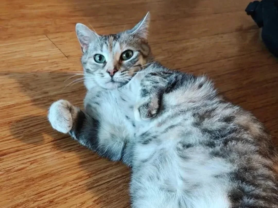 Image of Aurora, an adoptable cat from Almost Home Cat Rescue MKE