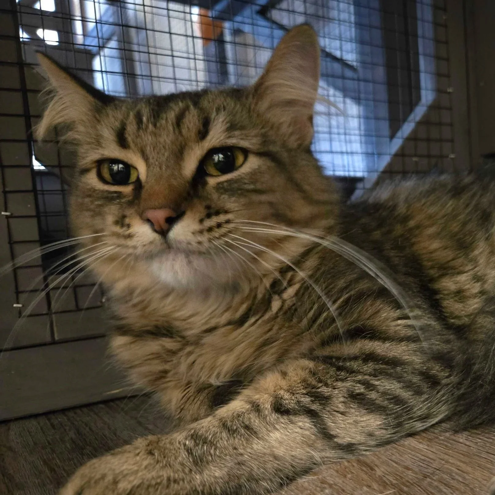 Image of Ester, an adoptable cat from Almost Home Cat Rescue MKE