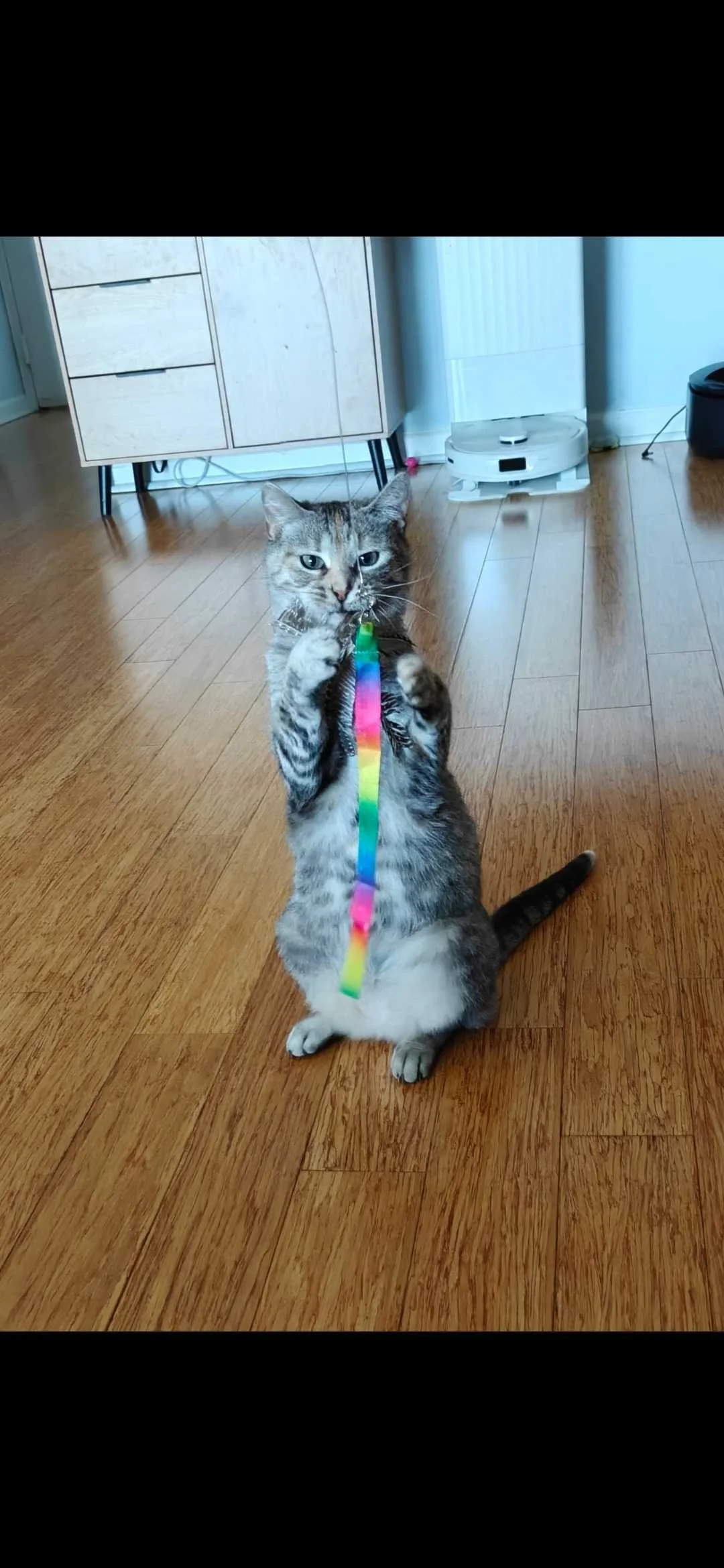 Image of Aurora, an adoptable cat from Almost Home Cat Rescue MKE