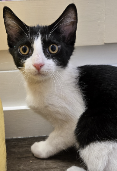 Adoptable kitten, Jacob, from Almost Home Cat Rescue MKE