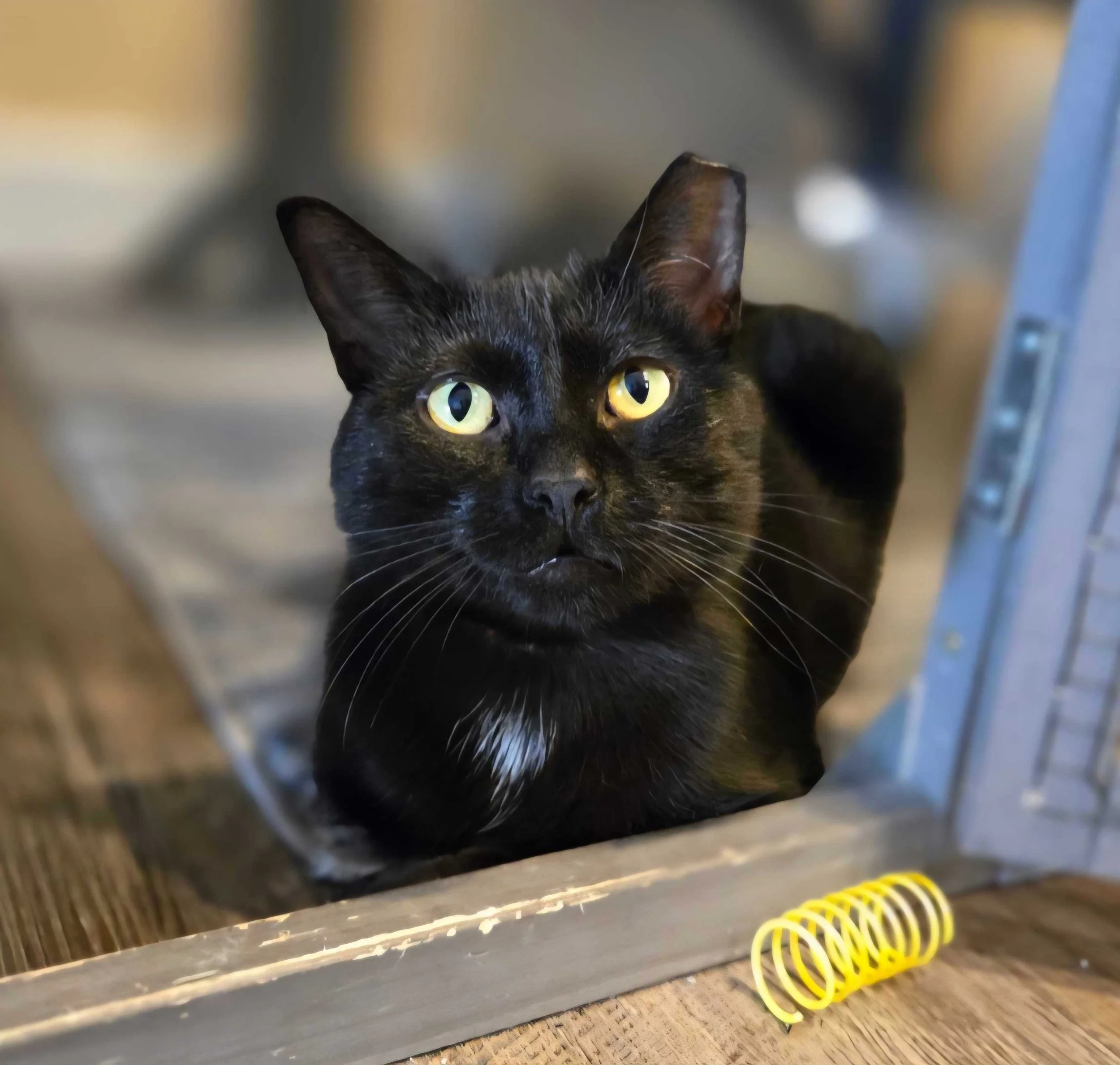 Adoptable cat, Amina, from Almost Home Cat Rescue MKE