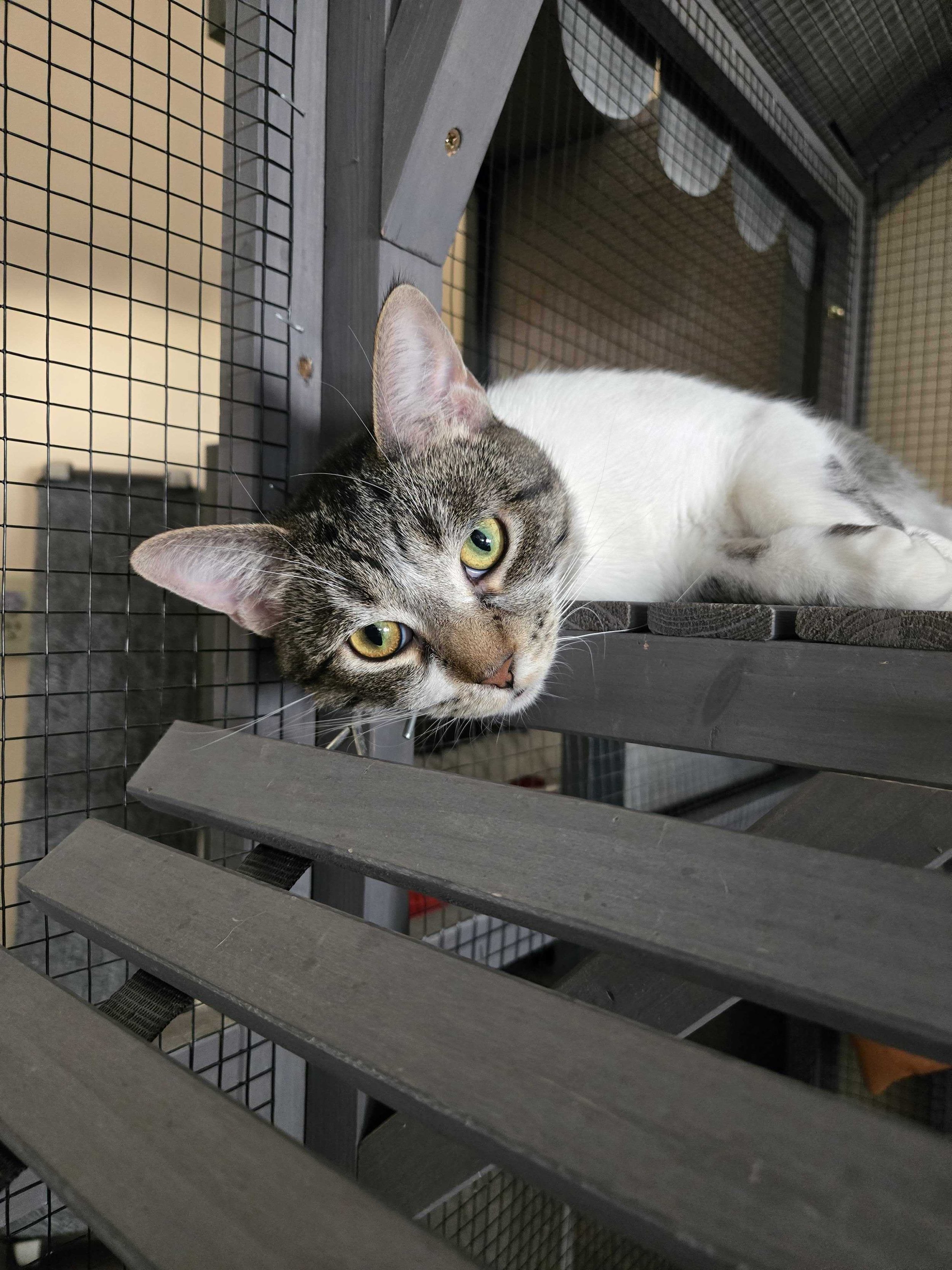 Image of Dottie, an adoptable cat from Almost Home Cat Rescue MKE