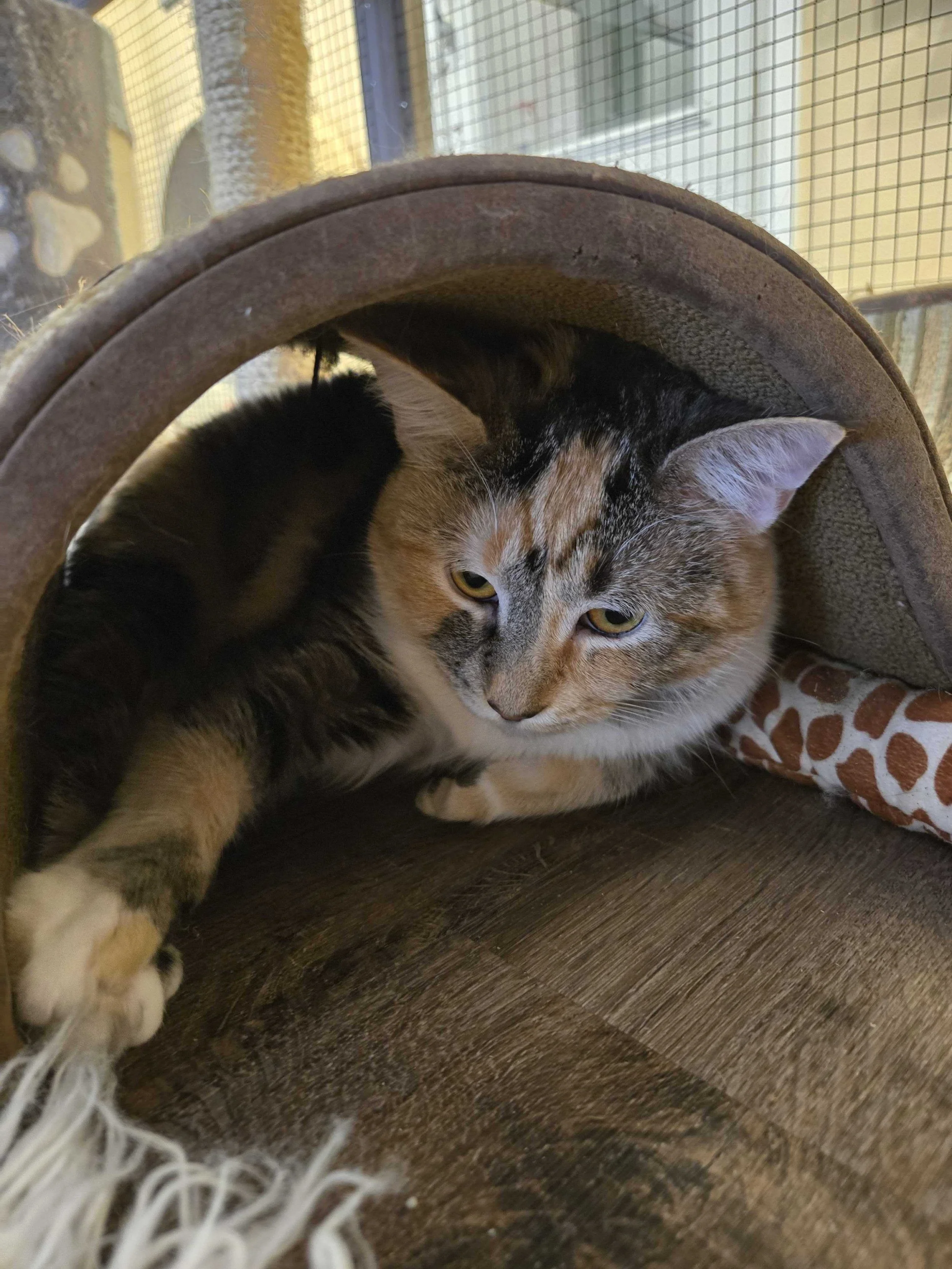 Image of Charm, an adoptable Almost Home Cat Rescue MKE cat