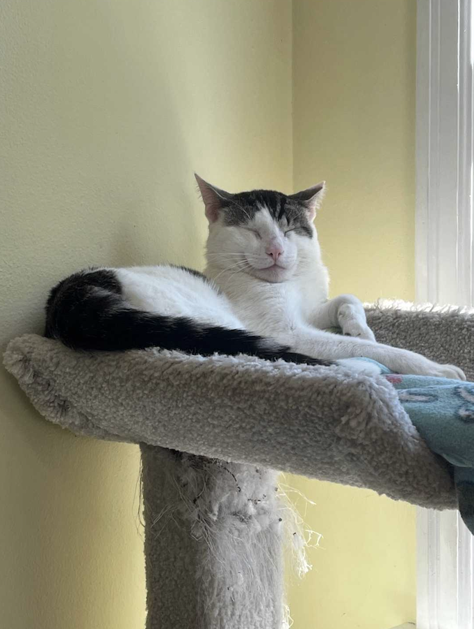 Image of Speedy, an adoptable cat from Almost Home Cat Rescue MKE