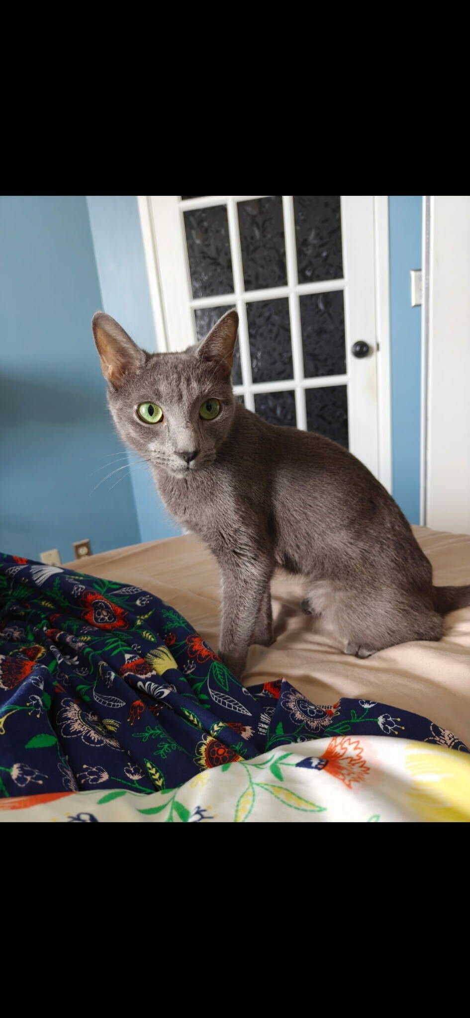 Image of Dotty, an adoptable cat from Almost Home Cat Rescue MKE