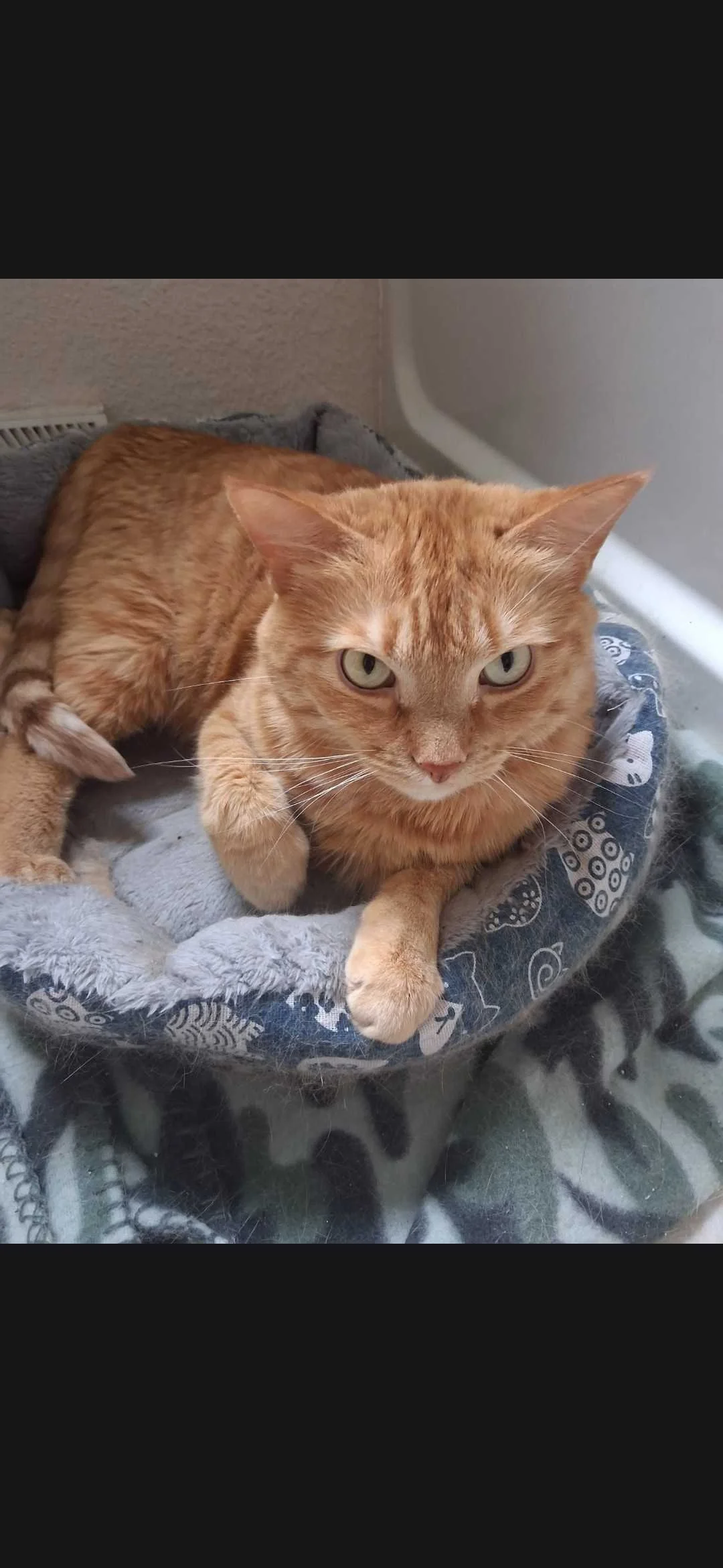 Image of Bambi, an adoptable foster cat from Almost Home Cat Rescue MKE