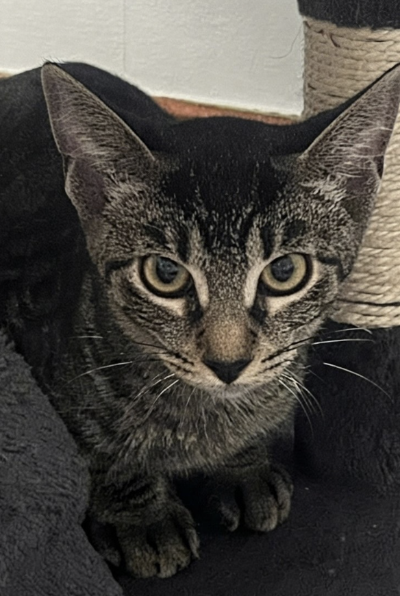 Image of Petal, an adoptable cat from Almost Home Cat Rescue MKE