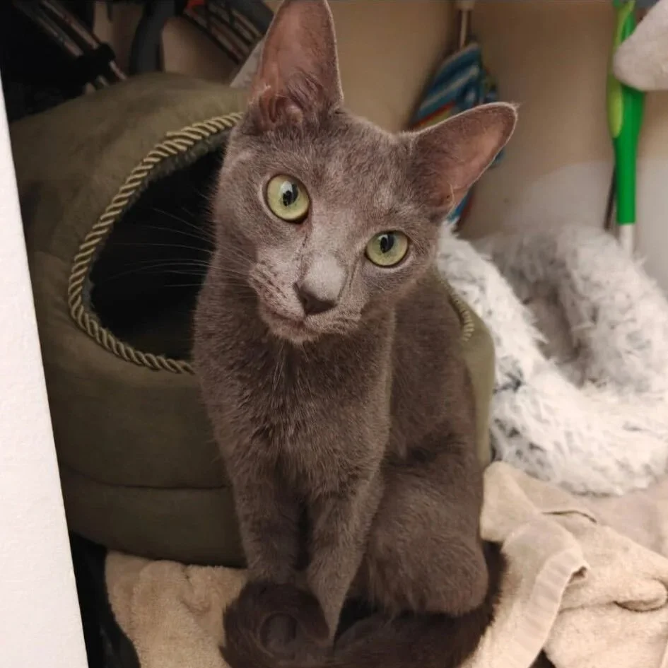 Image of Dotty, an adoptable cat from Almost Home Cat Rescue MKE