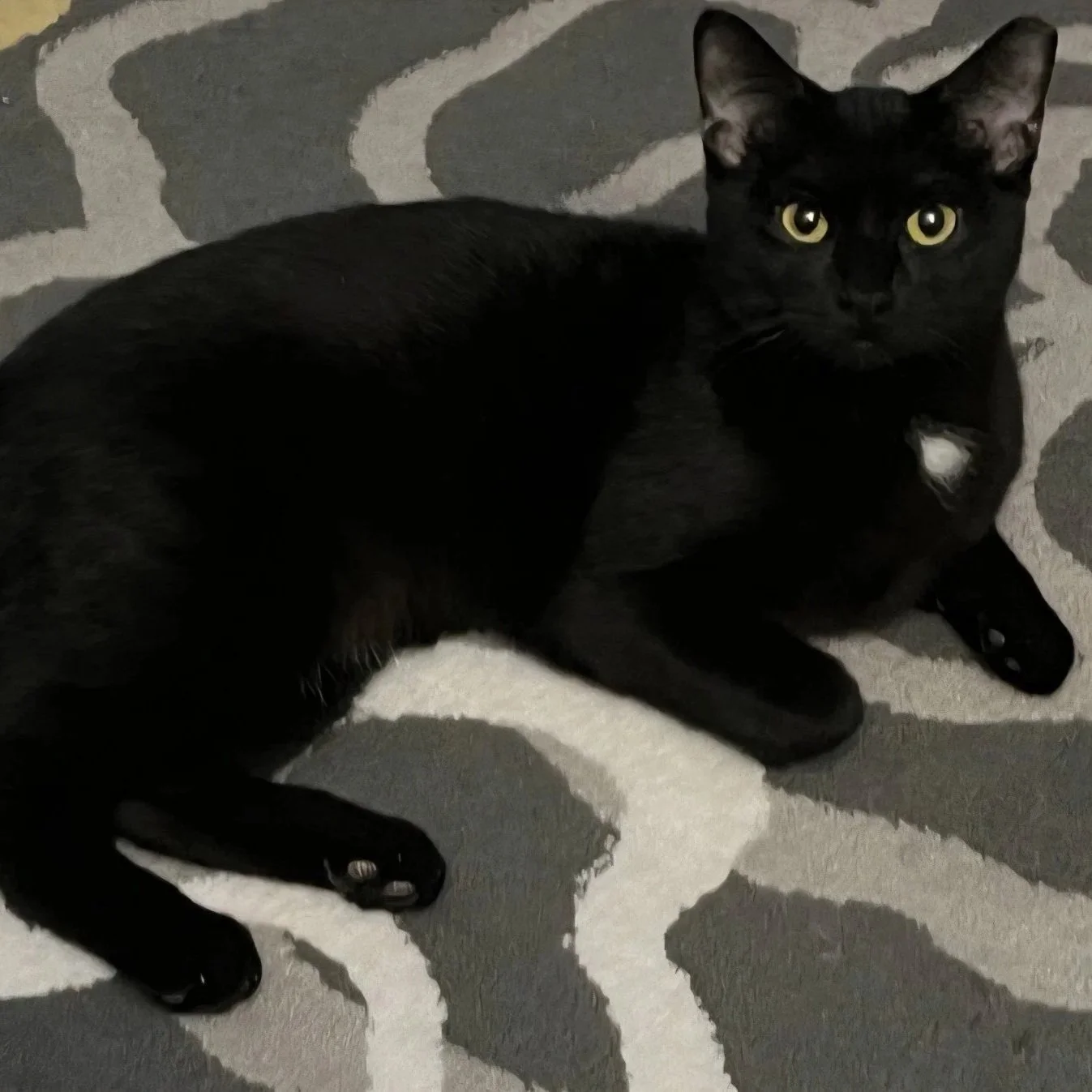 Adoptable cat, S'more, from Almost Home Cat Rescue MKE