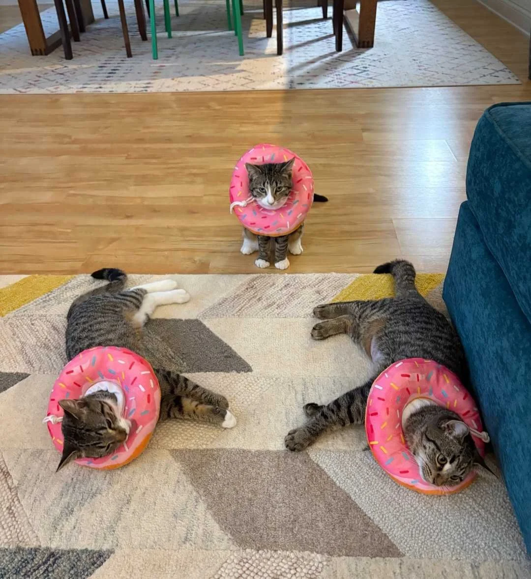 Image of bonded pair, Plum & Pumpkins, post-spay surgery in cute pink donut cones