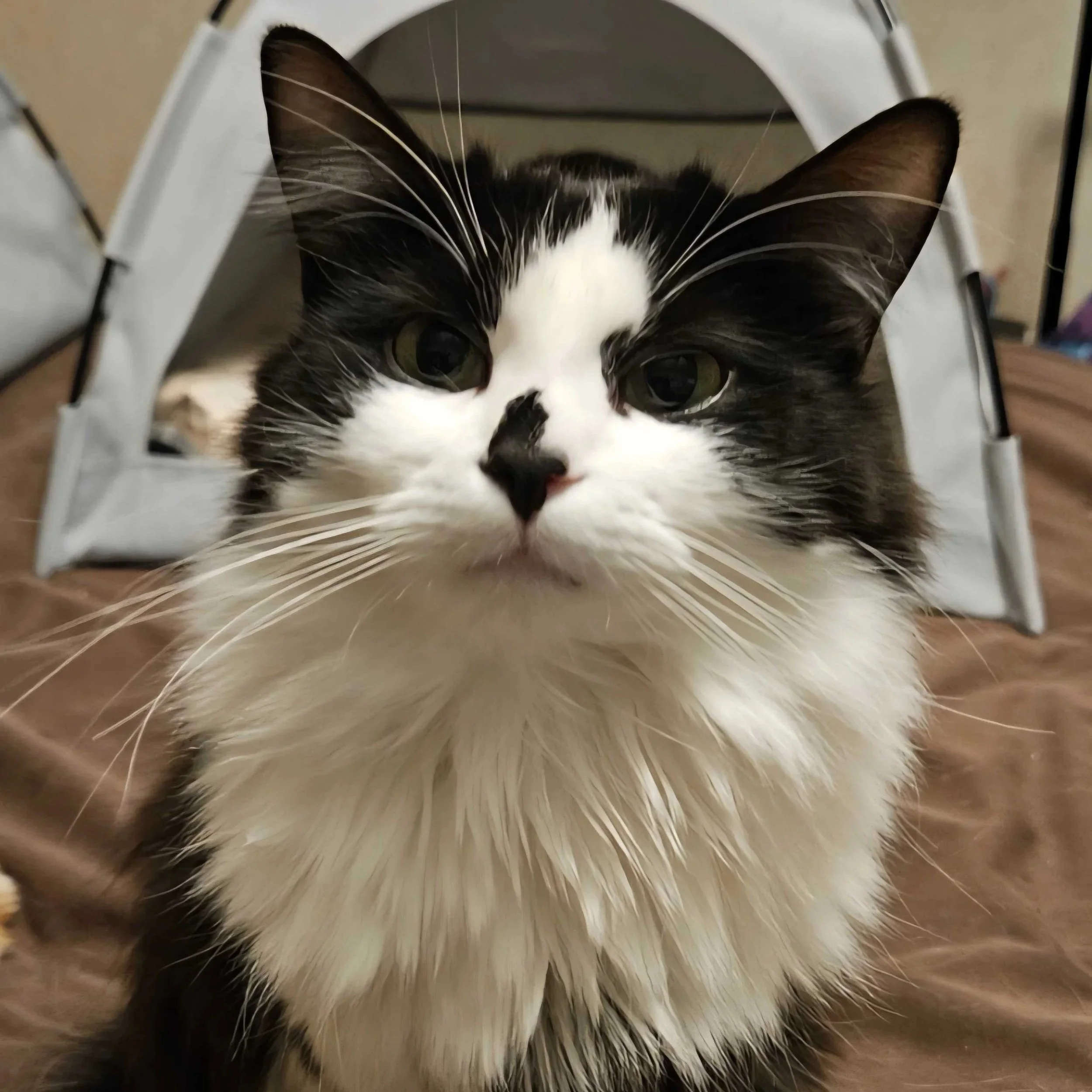 Image of Luciana, an adoptable cat from Almost Home Cat Rescue MKE
