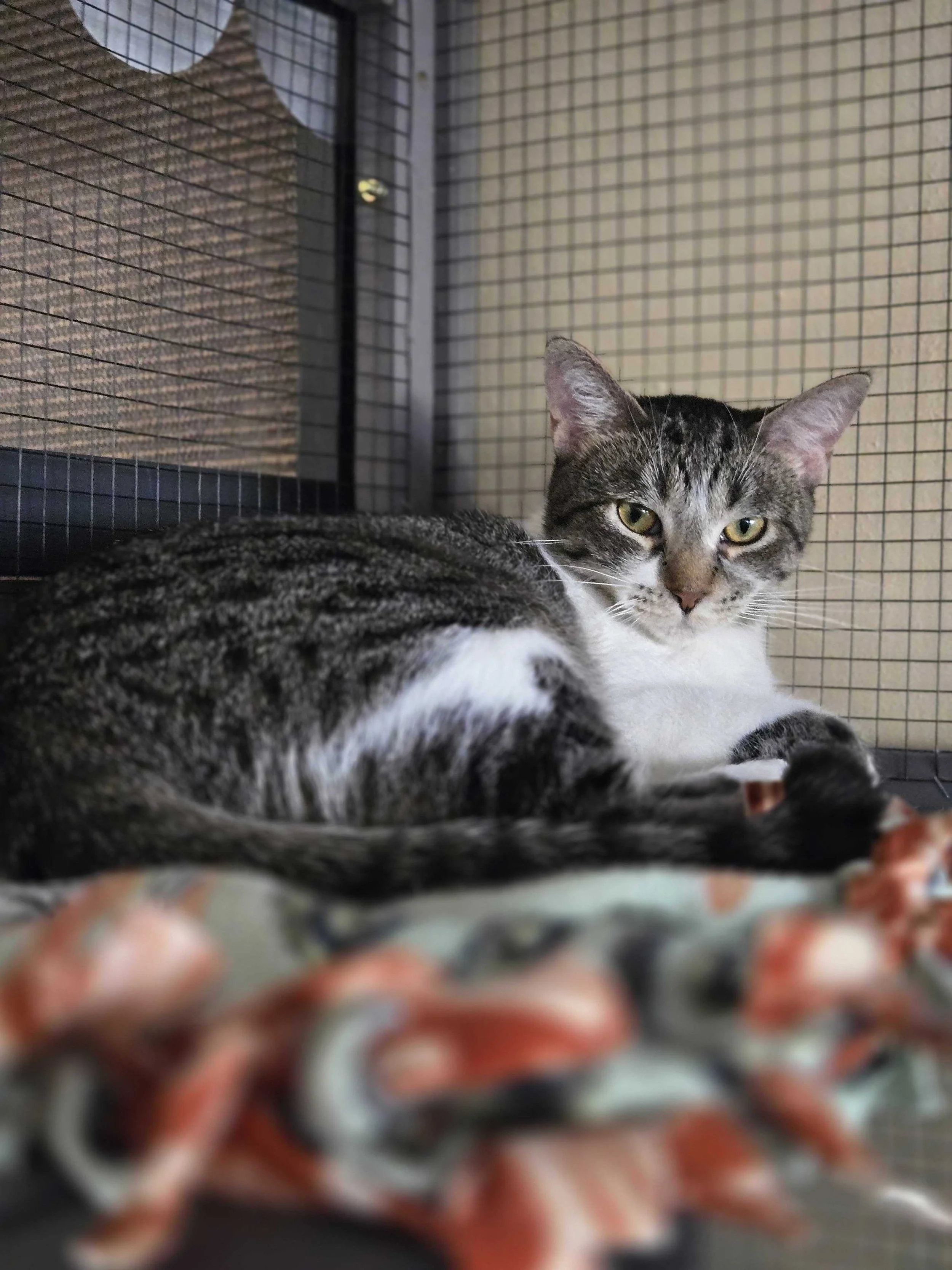 Image of Dottie, an adoptable cat from Almost Home Cat Rescue MKE