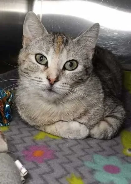 Image of Aurora, an adoptable Almost Home Cat Rescue MKE cat