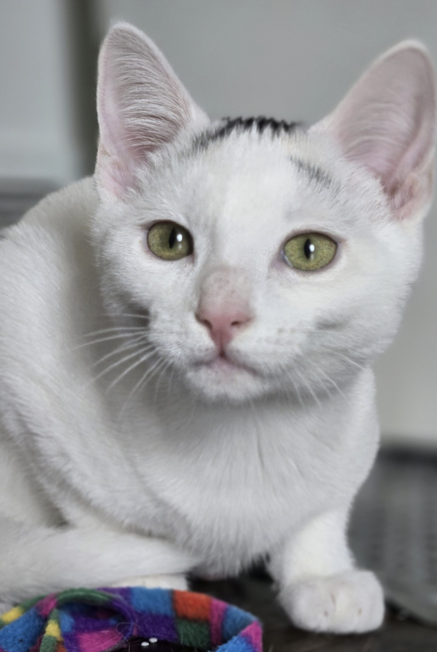 Adoptable kitten, Sierra, from Almost Home Cat Rescue MKE
