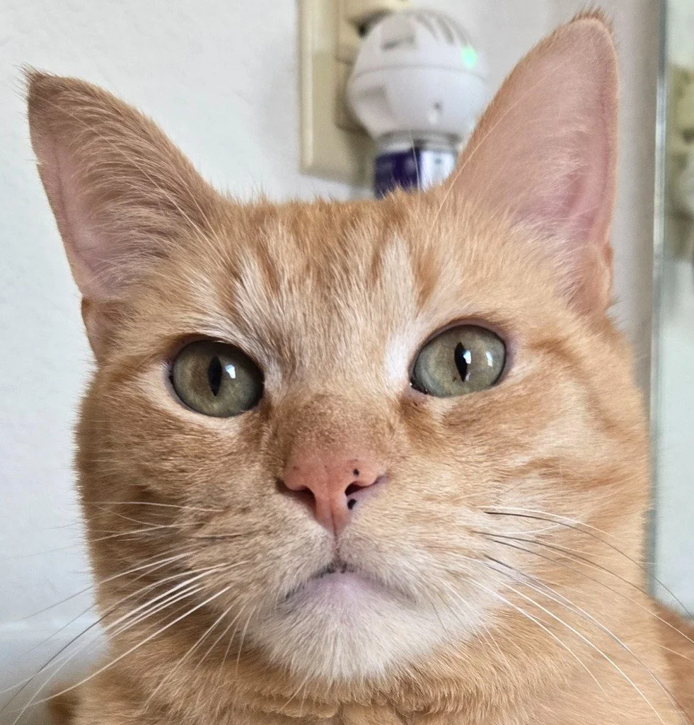 Joey (In Foster)