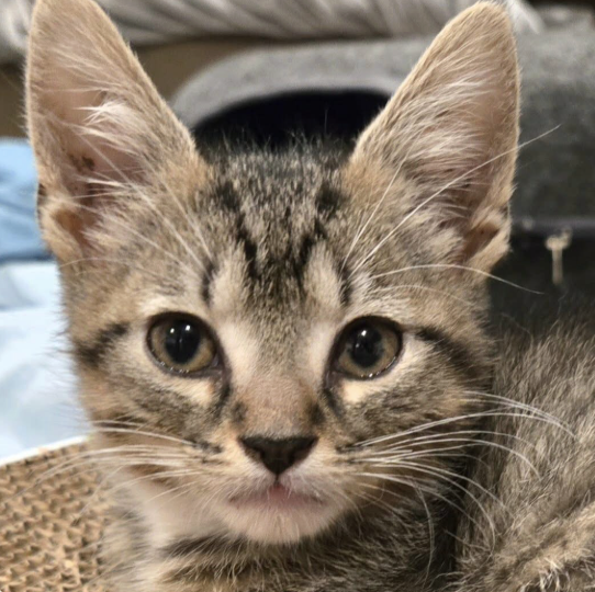 Adoptable kitten, Benny, from Almost Home Cat Rescue MKE
