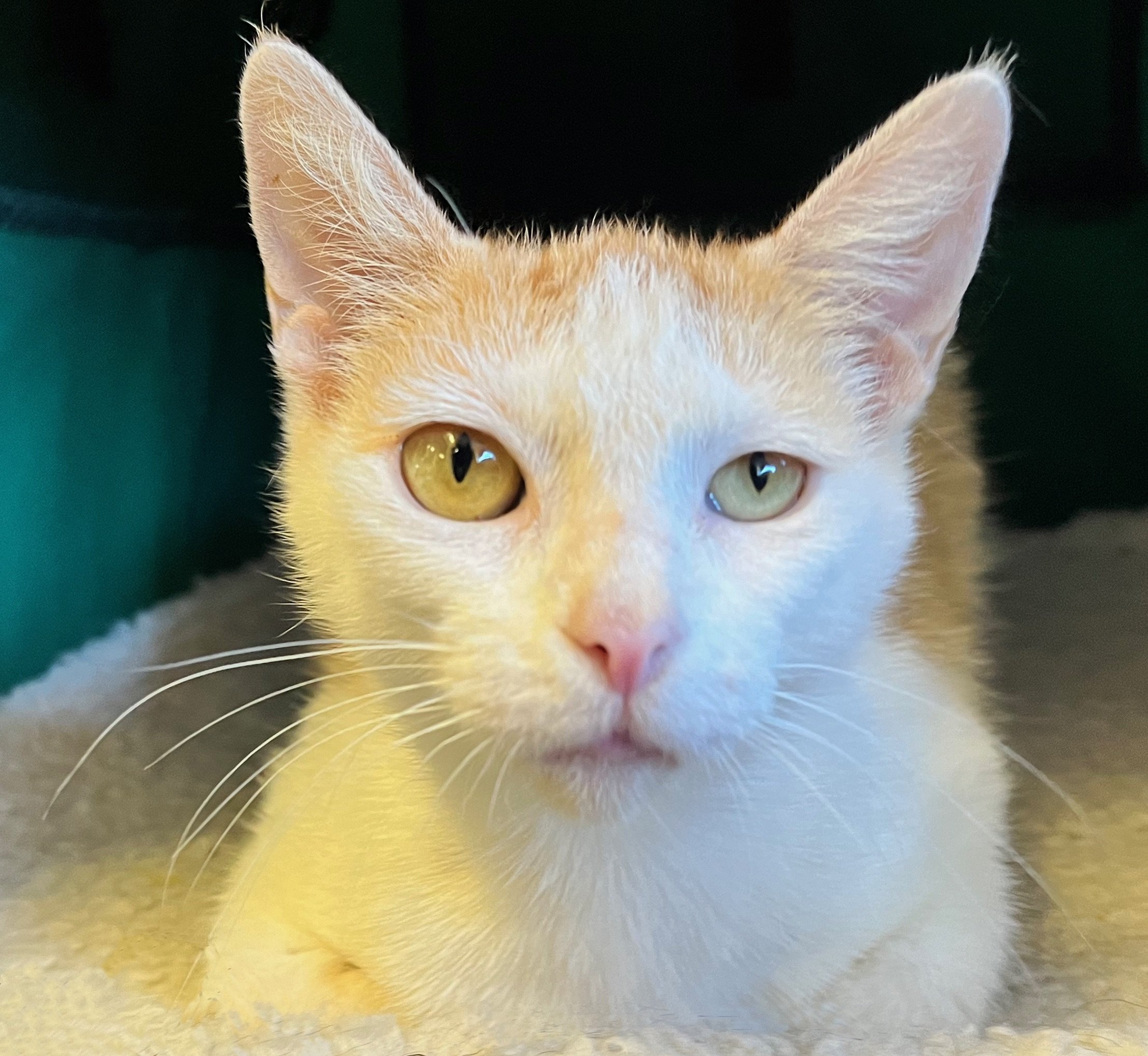 9 Cool Things You May Not Know About Cats