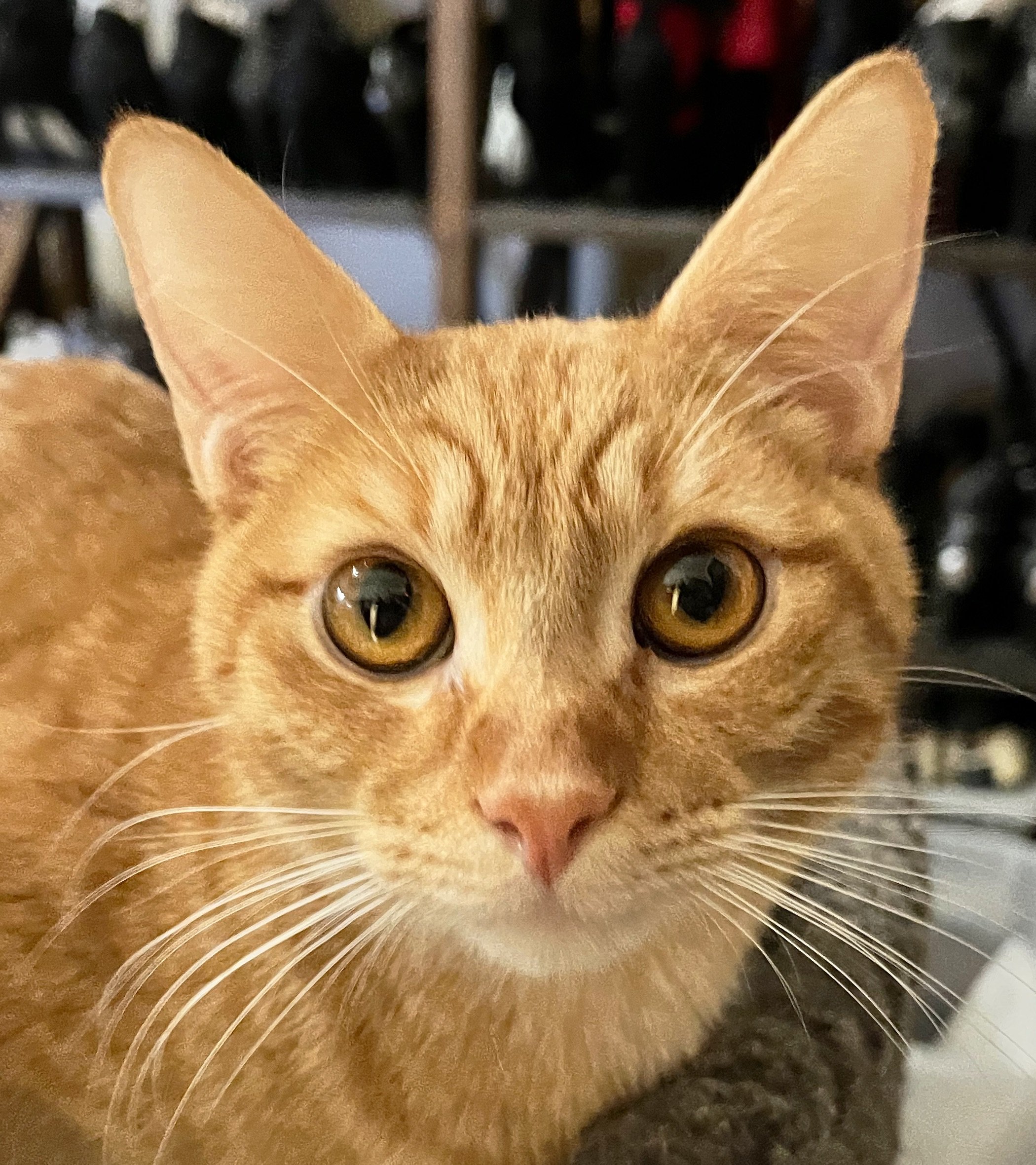 Kenji - a journey through FIP