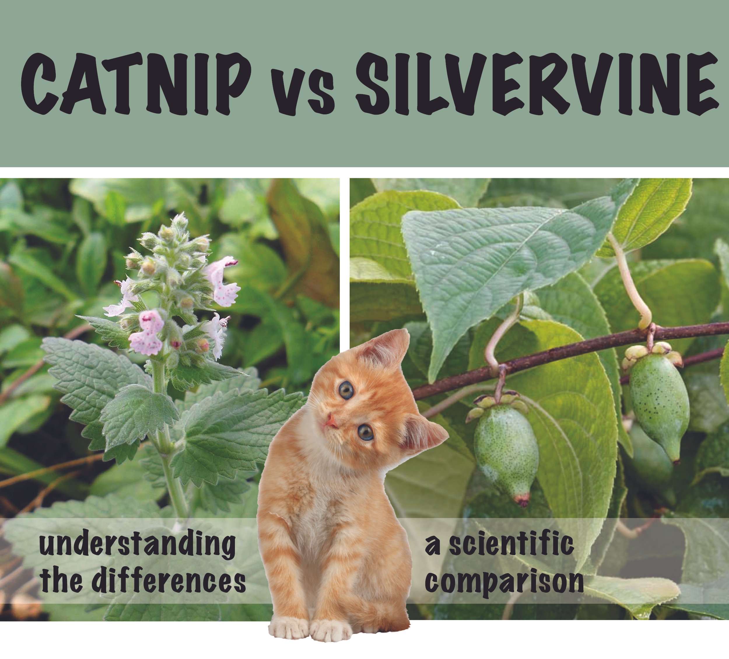 Catnip and Silvervine: understanding the differences and benefits