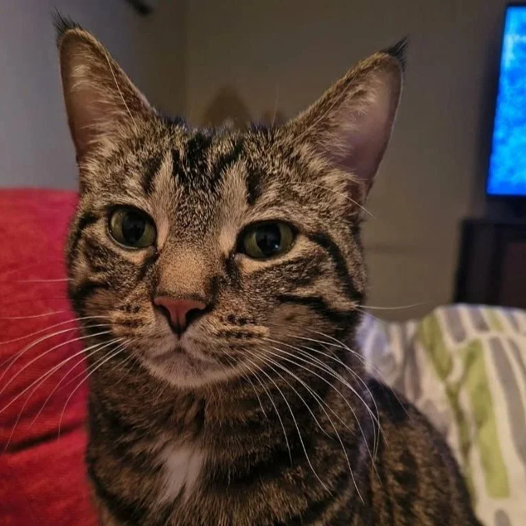 Adoptable brown female tabby, Zoey, from Almost Home Cat Rescue MKE