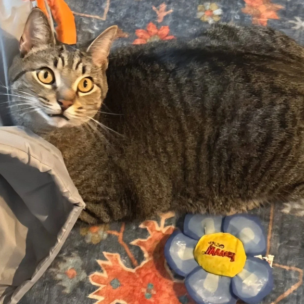 Adoptable cat, Fred, from Almost Home Cat Rescue MKE