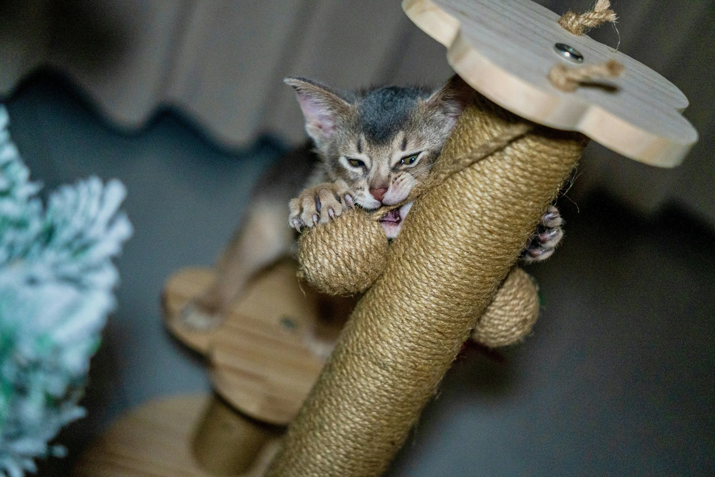 Kitten playing on a scratching post