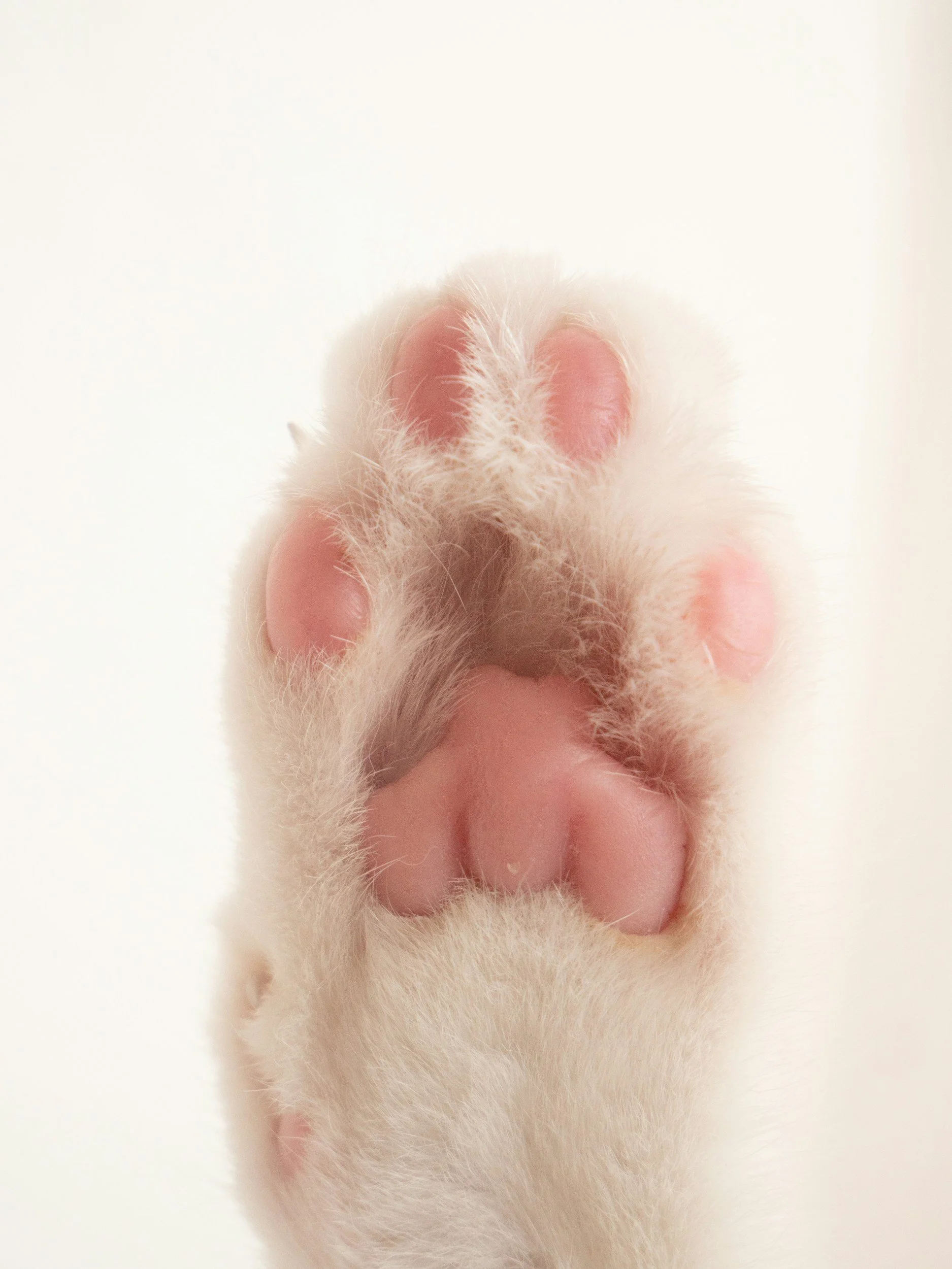 Image of a white cat paw with pink toes