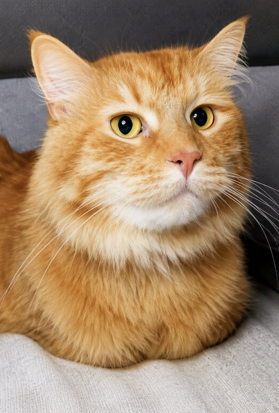 Image of Cheddar, an adoptable cat from Almost Home Cat Rescue MKE
