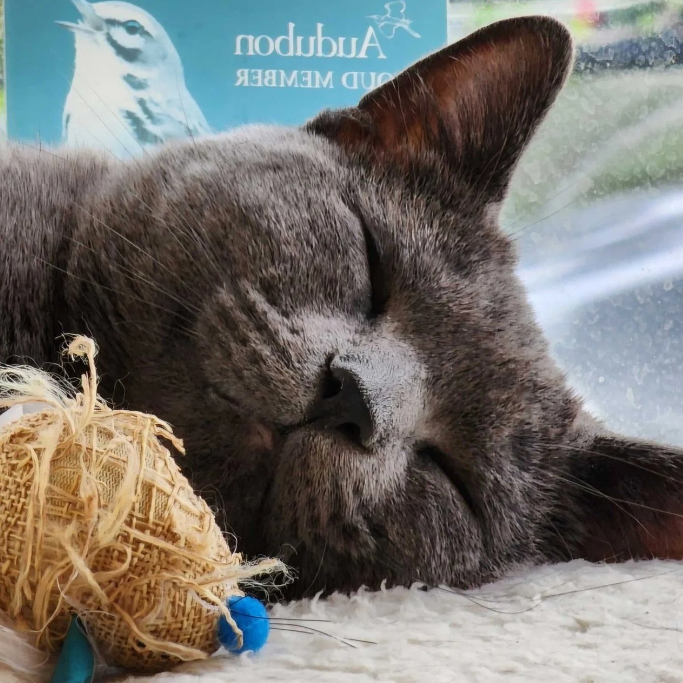 Image of Herbert, an adoptable cat from Almost Home Cat Rescue MKE