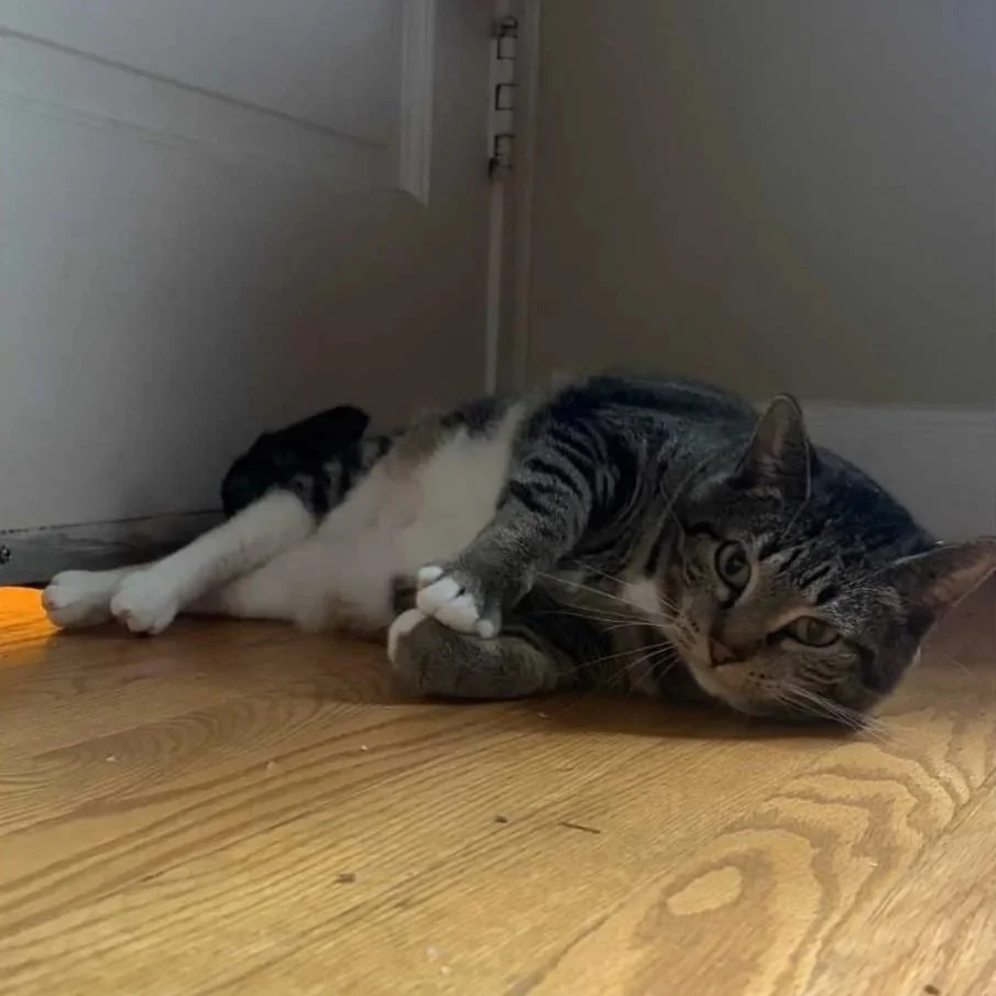 Image of Sweetie, an adoptable Almost Home Cat Rescue MKE cat