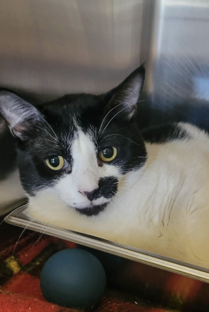 Image of Mister, an adoptable cat from Almost Home Cat Rescue MKE