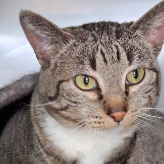 Image of Sweetie, an adoptable Almost Home Cat Rescue MKE cat