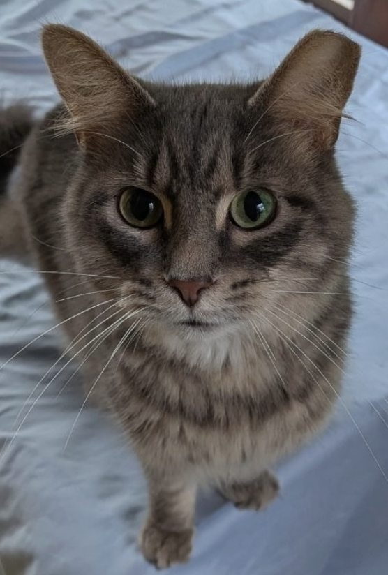 Image of Fluffers, an adoptable cat from Almost Home Cat Rescue MKE
