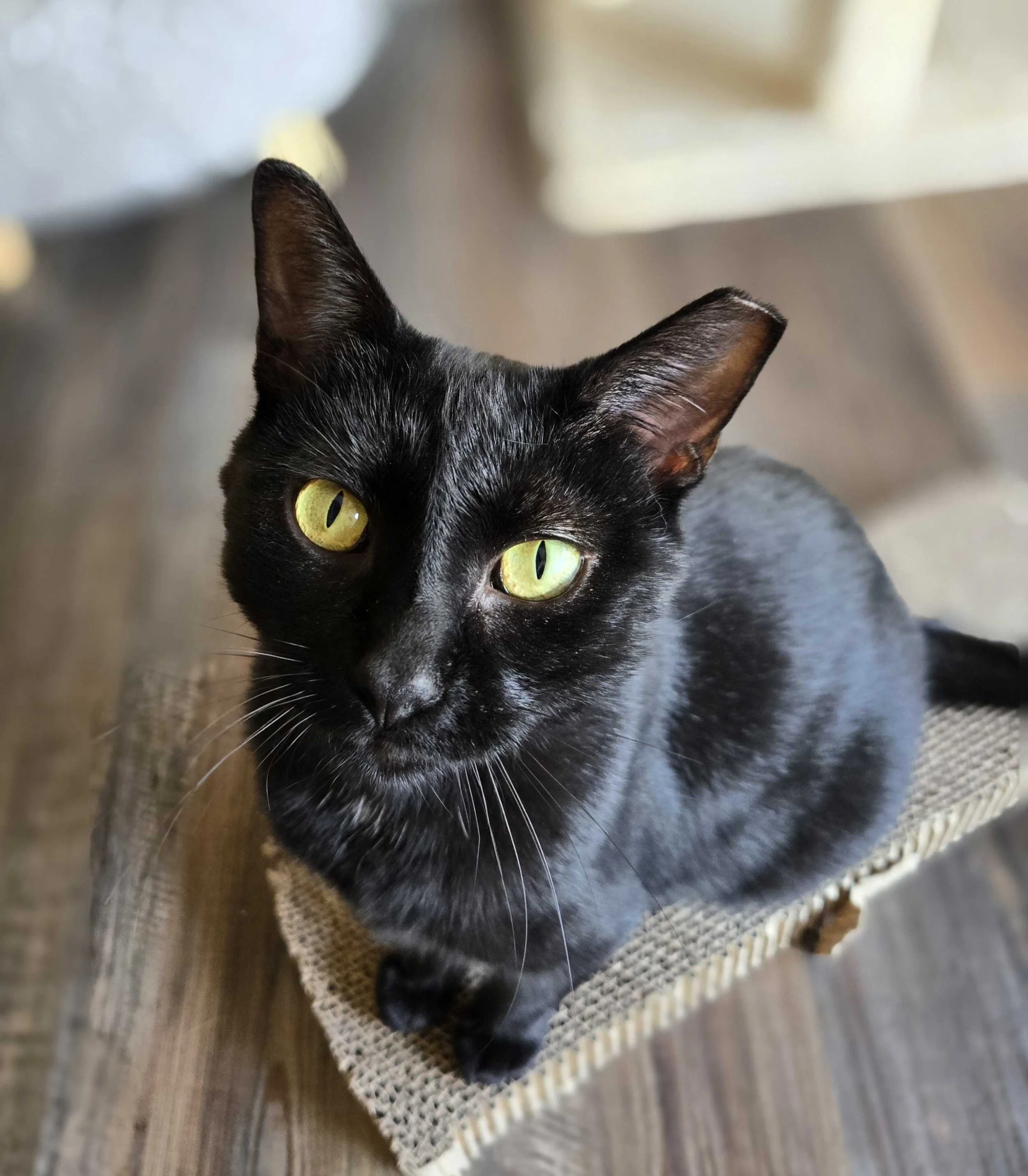 Image of Amina, an adoptable Almost Home Cat Rescue MKE cat