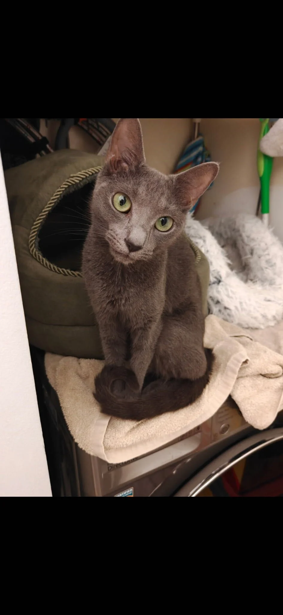 Image of Dotty, an adoptable female cat from Almost Home Cat Rescue MKE